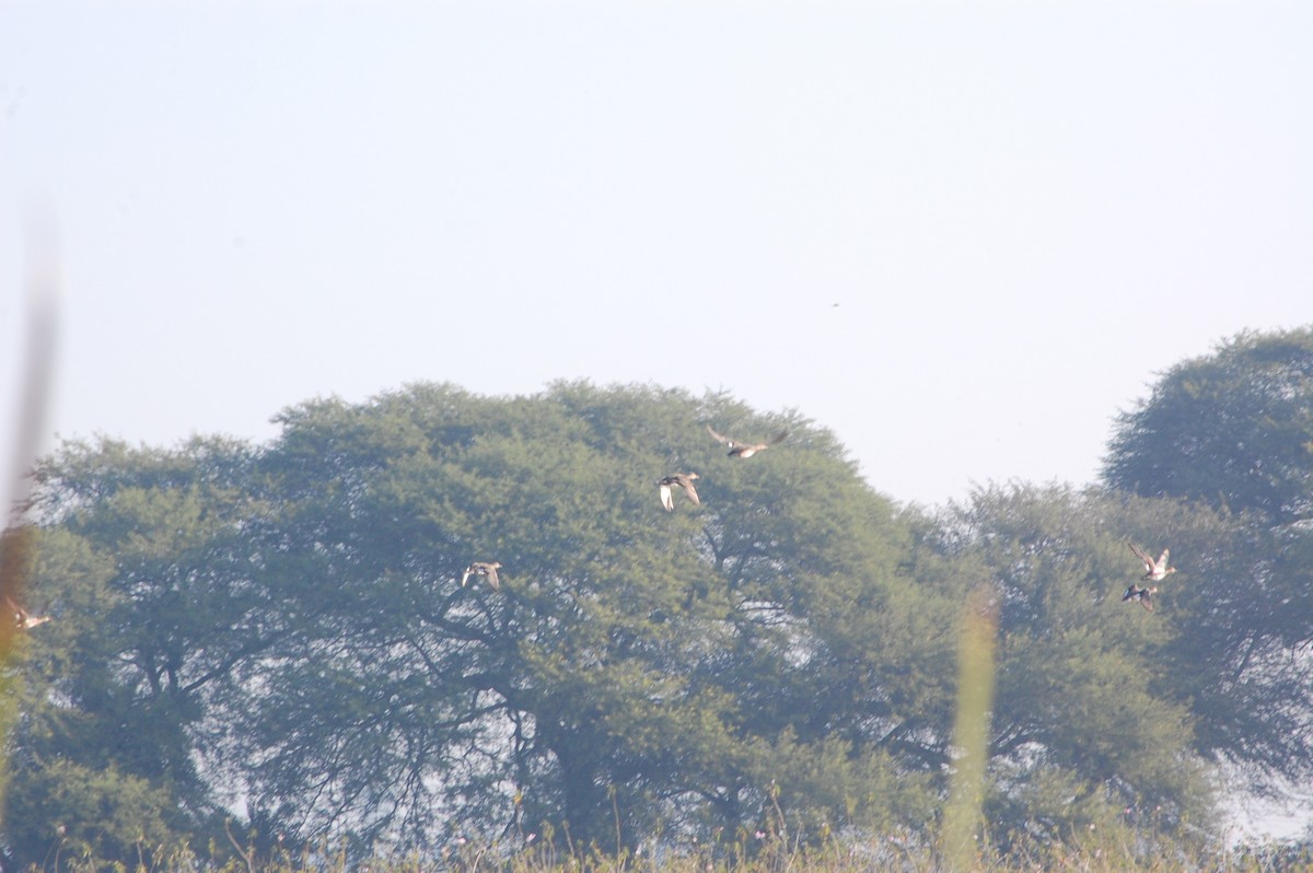 Gadwall - ML647601181