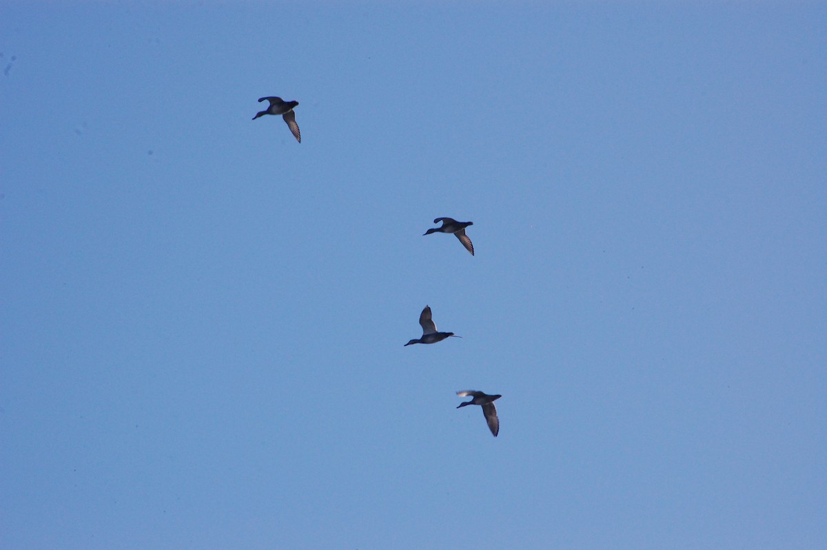 Gadwall - ML647601183