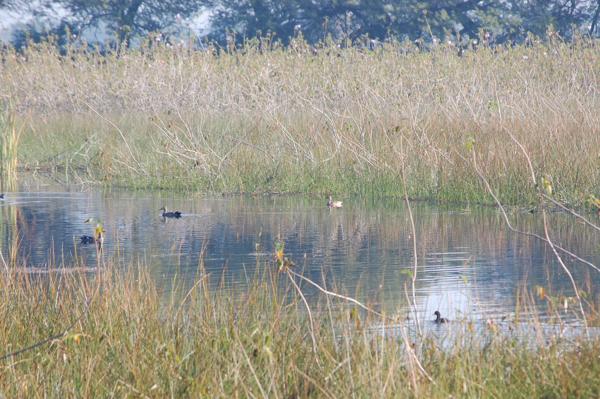 Gadwall - ML647601185