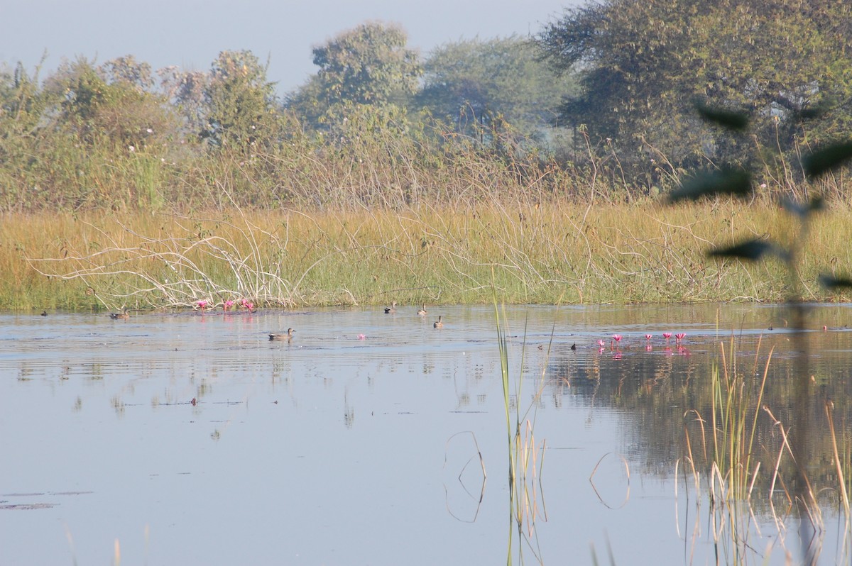 Gadwall - ML647601186