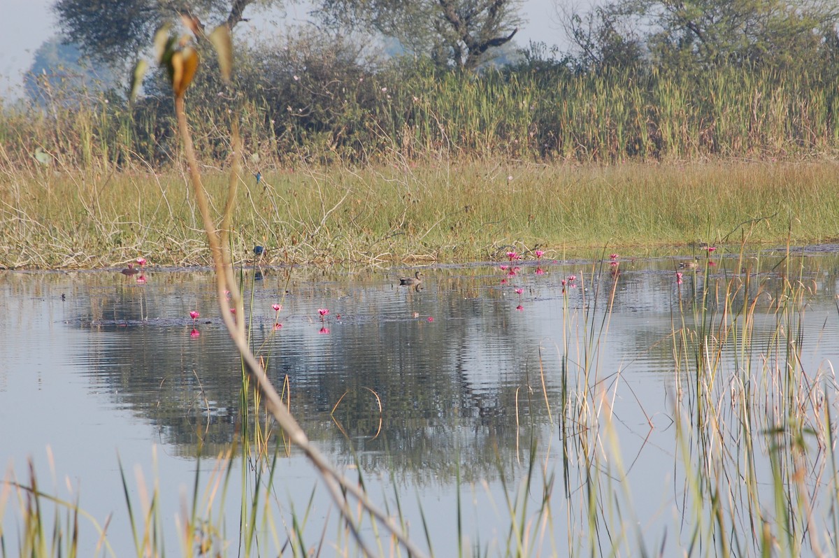 Gadwall - ML647601187