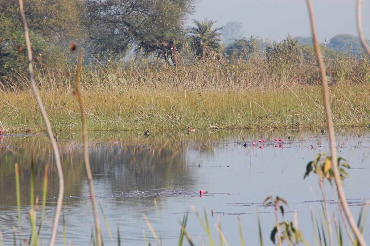 Gadwall - ML647601188