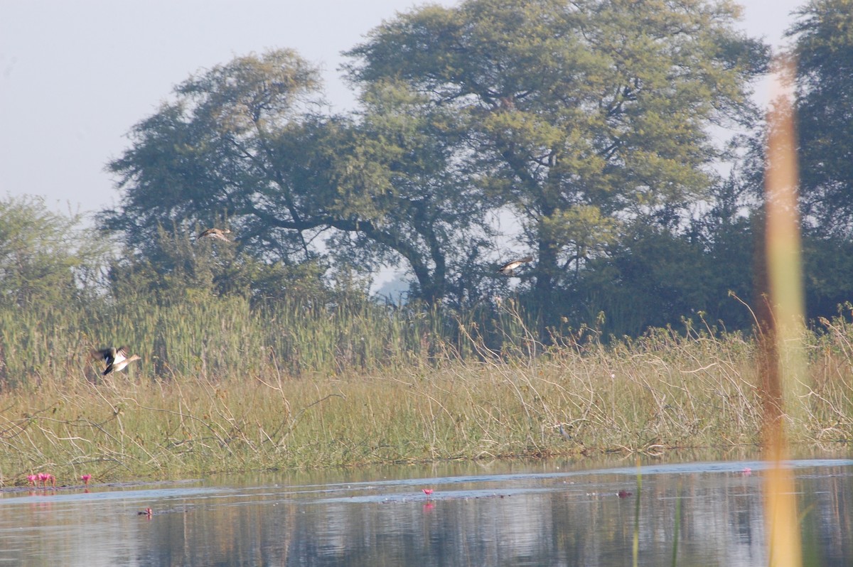 Gadwall - ML647601190