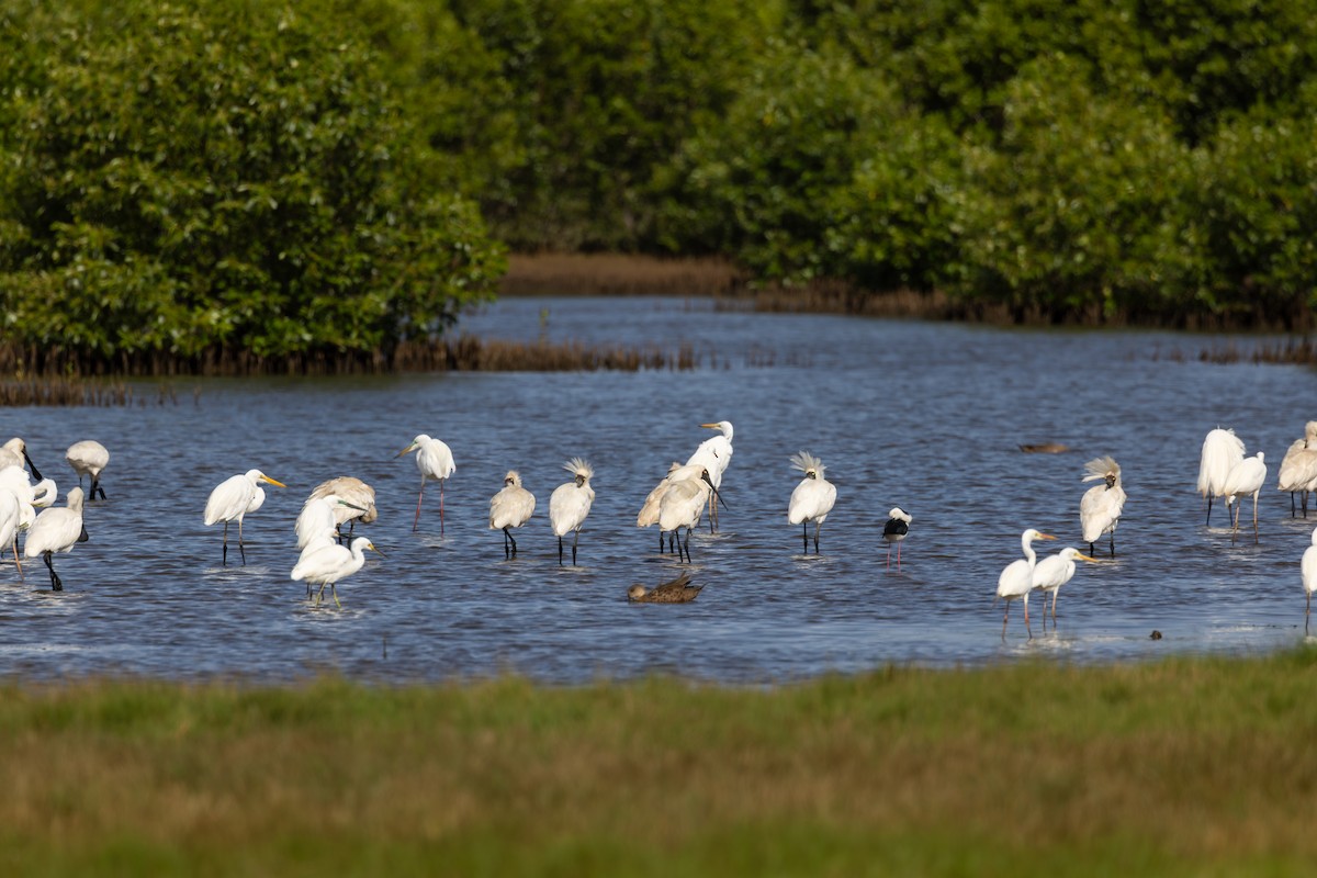 Royal Spoonbill - ML647601193