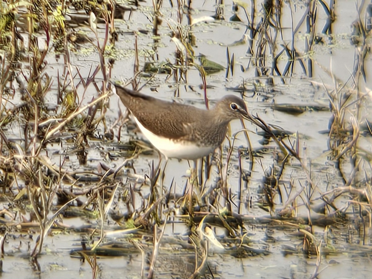 Green Sandpiper - ML647601195