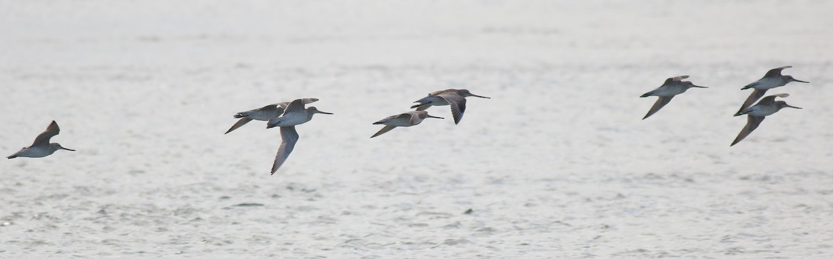 Bar-tailed Godwit - ML647601197
