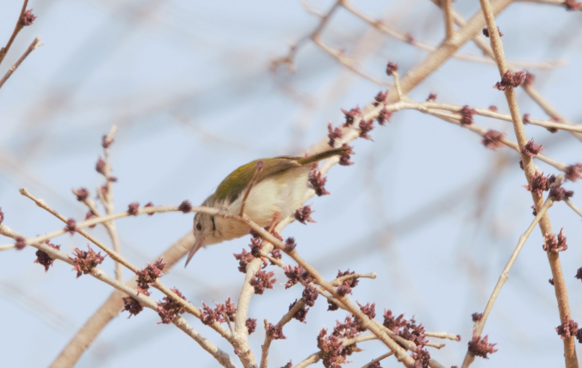 Common Tailorbird - ML647601199