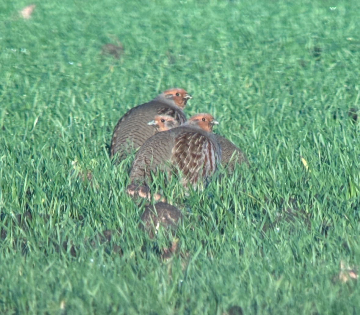 Gray Partridge - ML647601202
