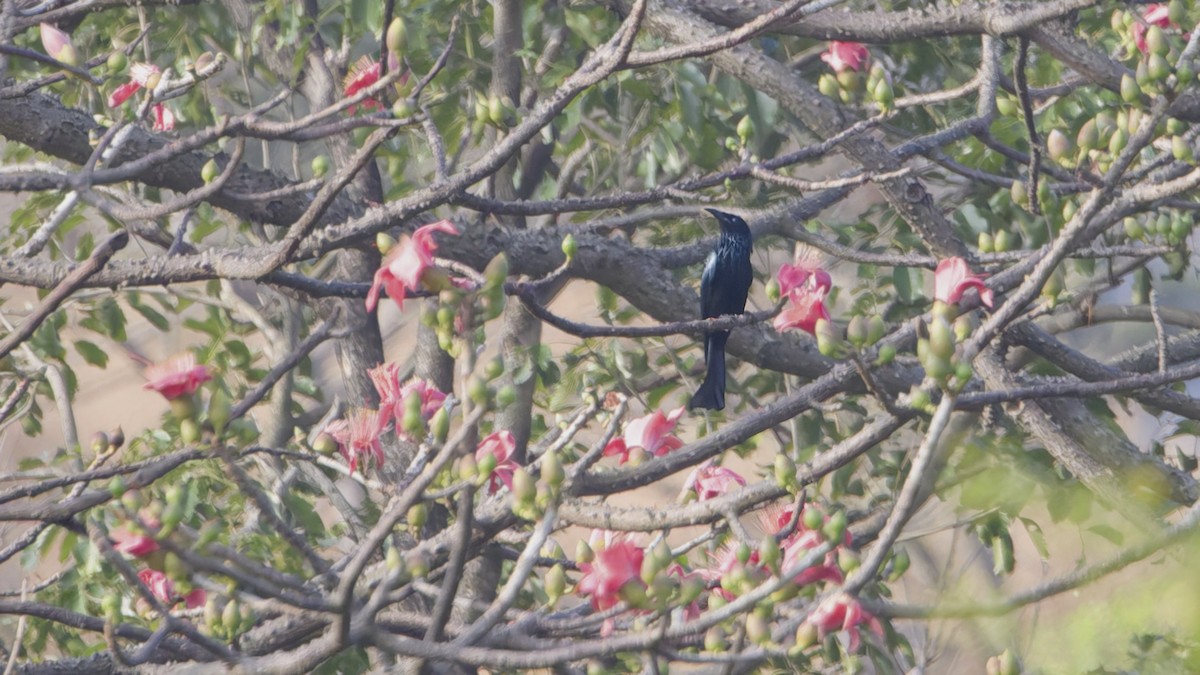 Hair-crested Drongo - ML647601203