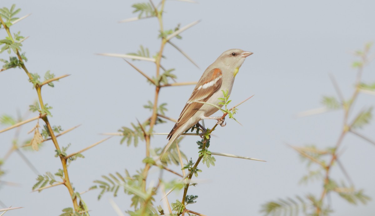 Yellow-throated Sparrow - ML647601204