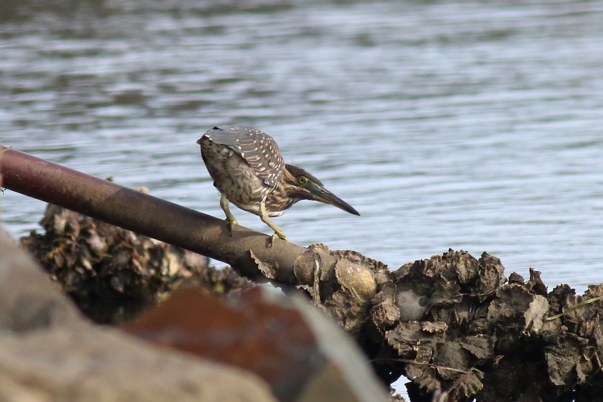 Little Heron - ML647601208