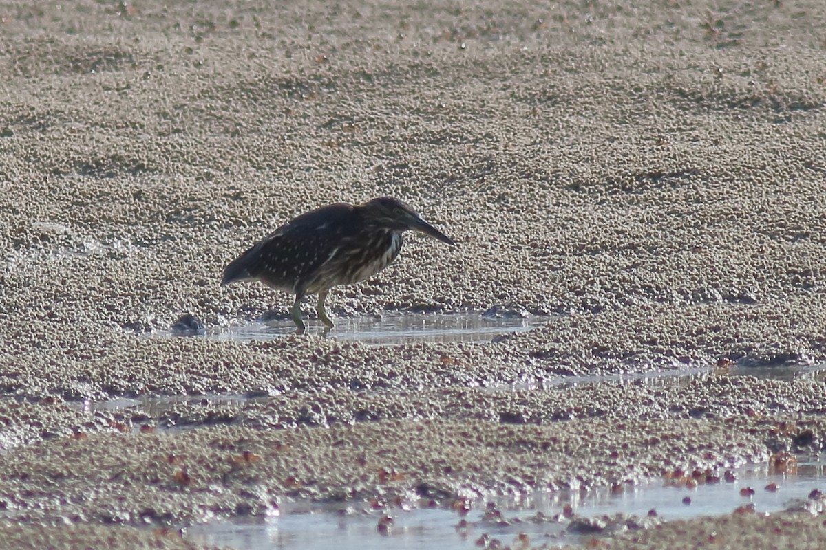 Little Heron - ML647601209