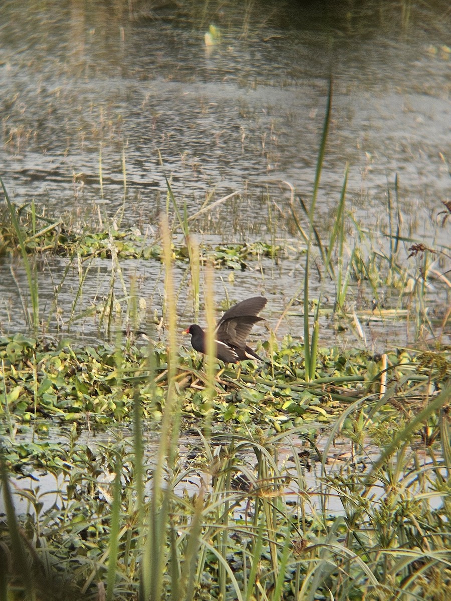 Eurasian Moorhen - ML647601210