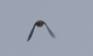 Japanese Waxwing - ML647601214