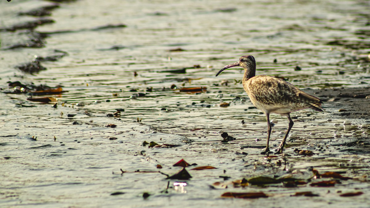 Spotted Sandpiper - ML647601225