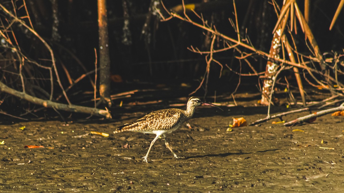 Spotted Sandpiper - ML647601226