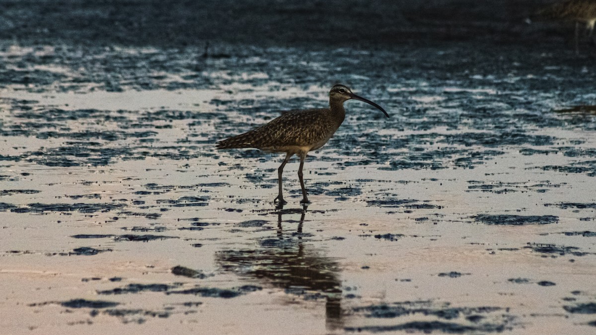 Spotted Sandpiper - ML647601227