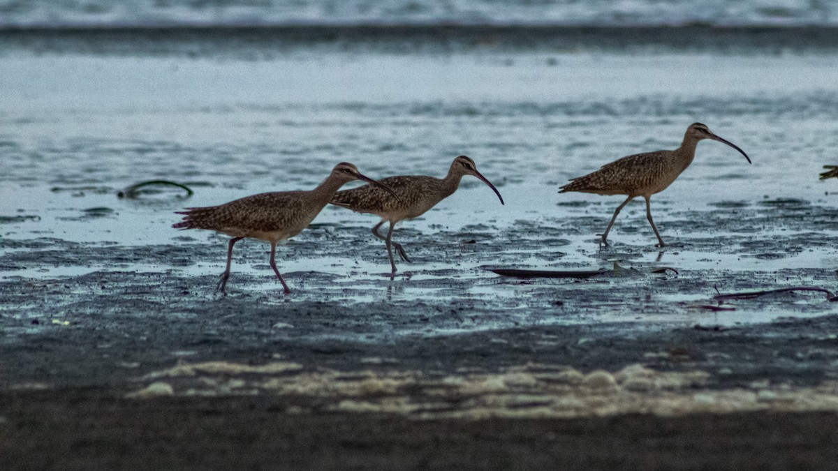 Spotted Sandpiper - ML647601228