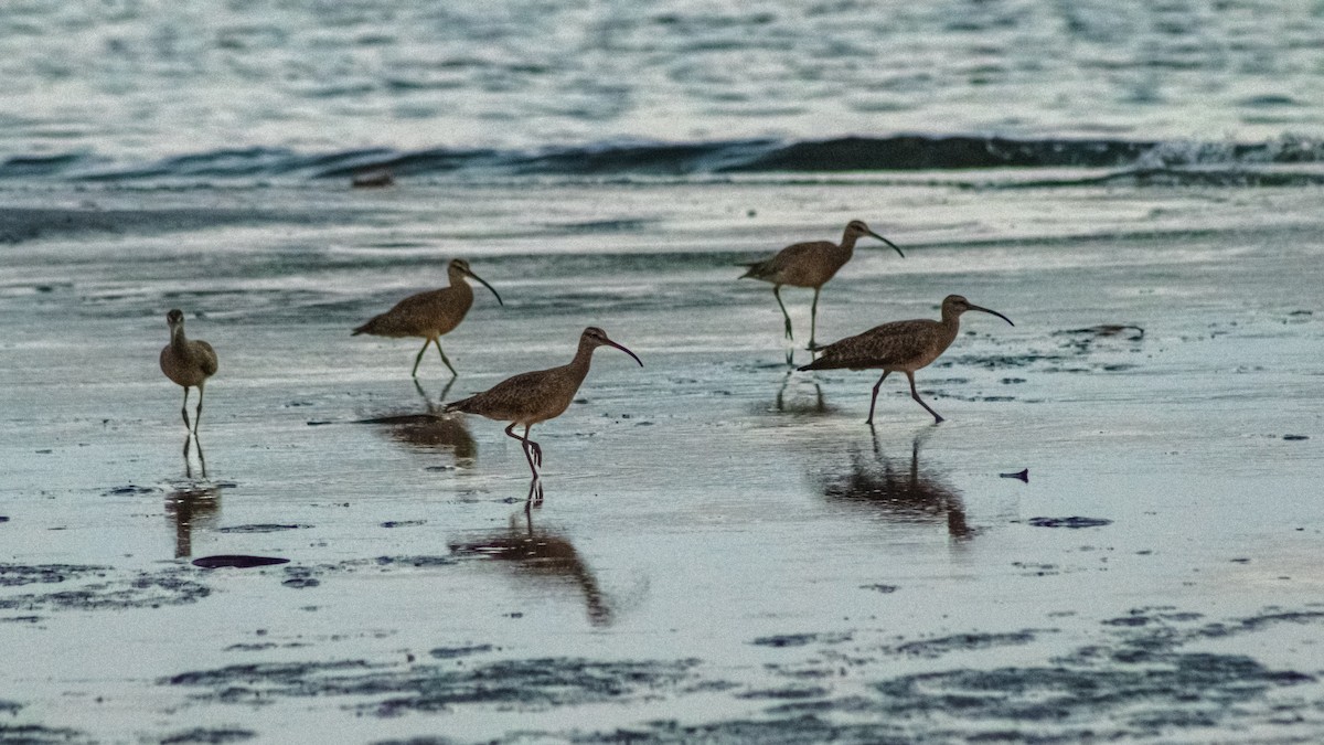 Spotted Sandpiper - ML647601231