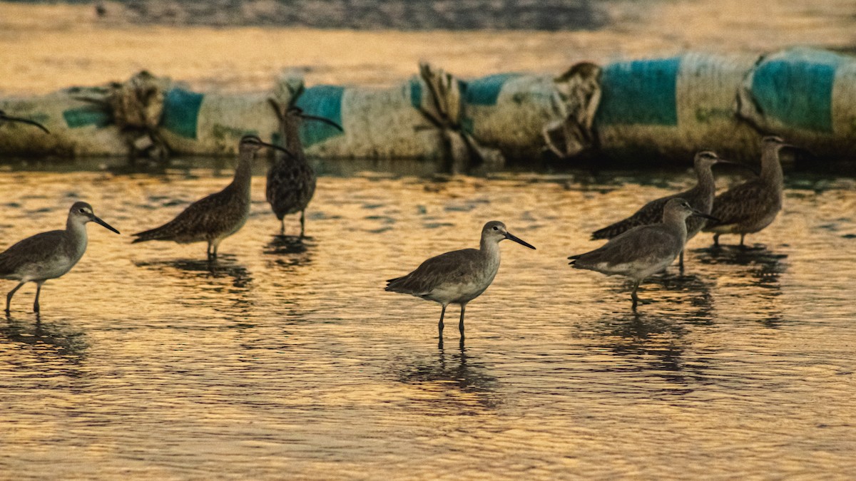 Spotted Sandpiper - ML647601232