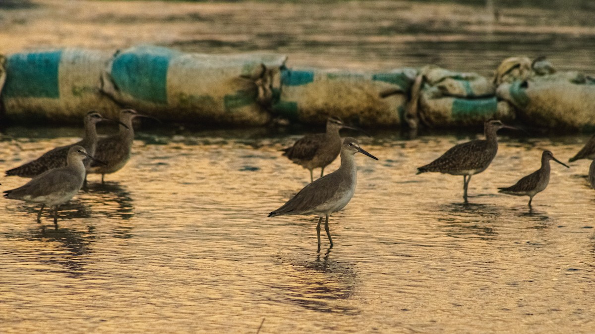 Spotted Sandpiper - ML647601233