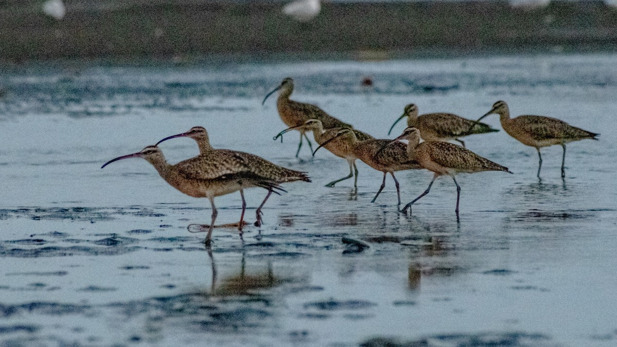 Spotted Sandpiper - ML647601234