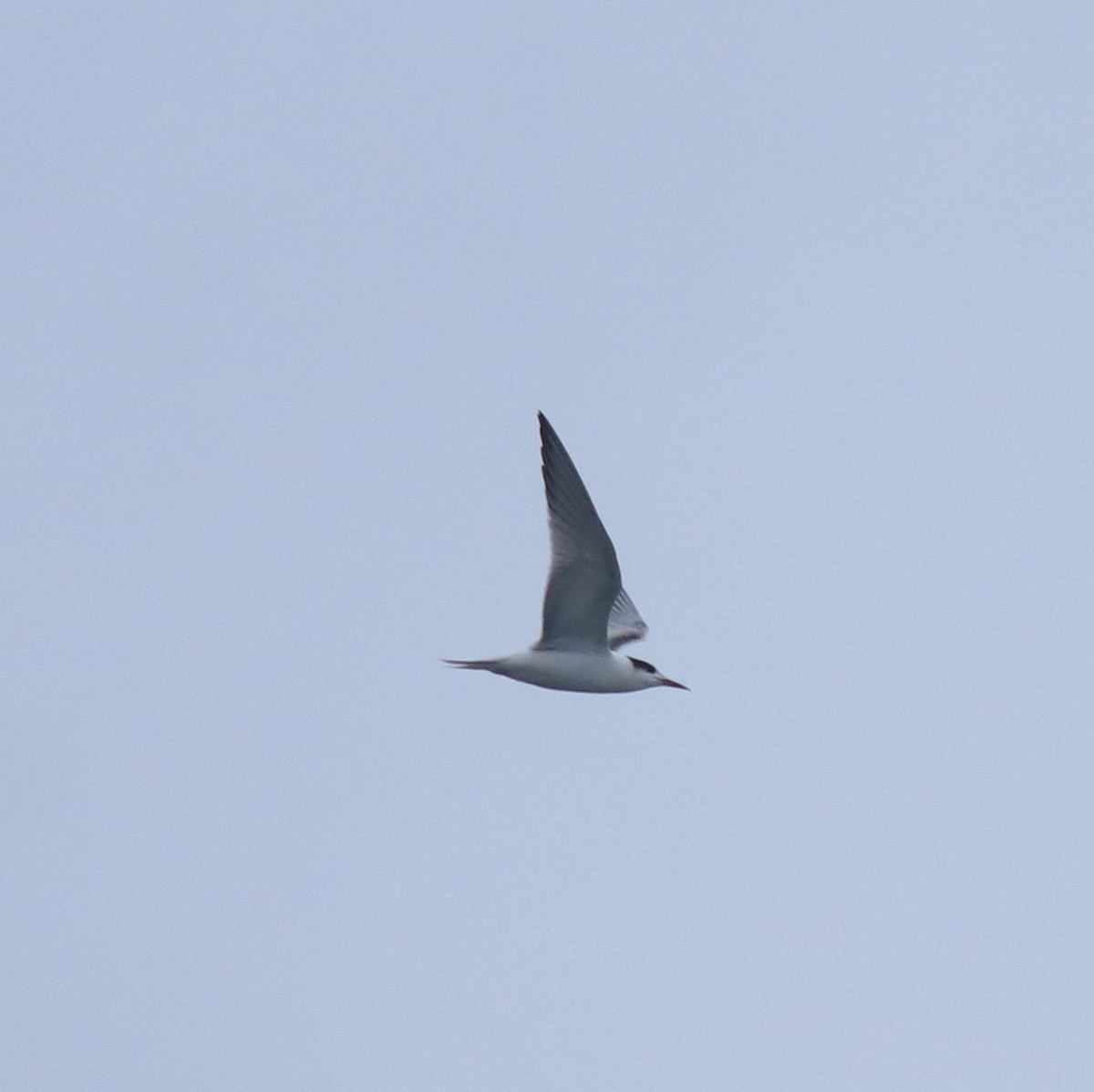 Common Tern - ML647601236