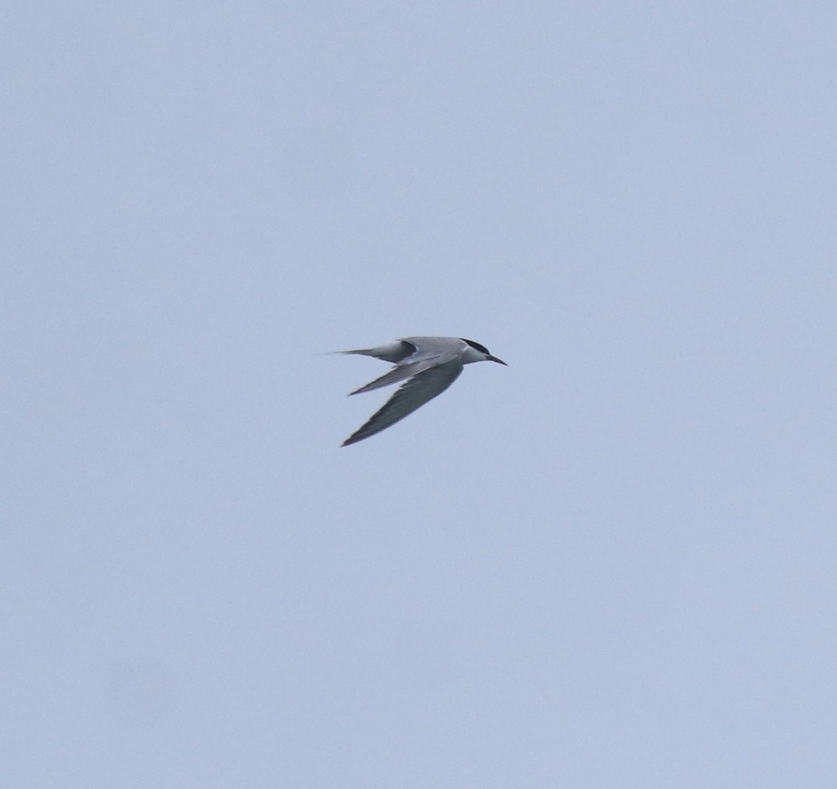 Common Tern - ML647601237