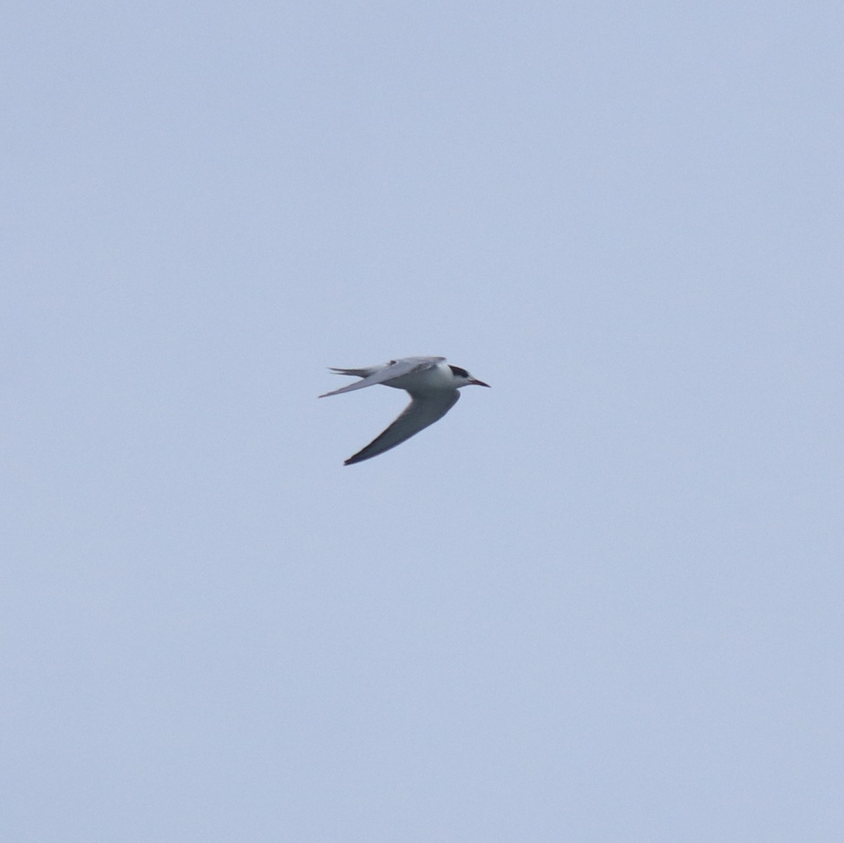 Common Tern - ML647601238