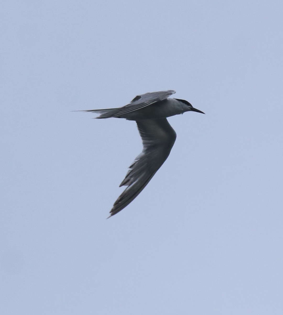 Common Tern - ML647601239