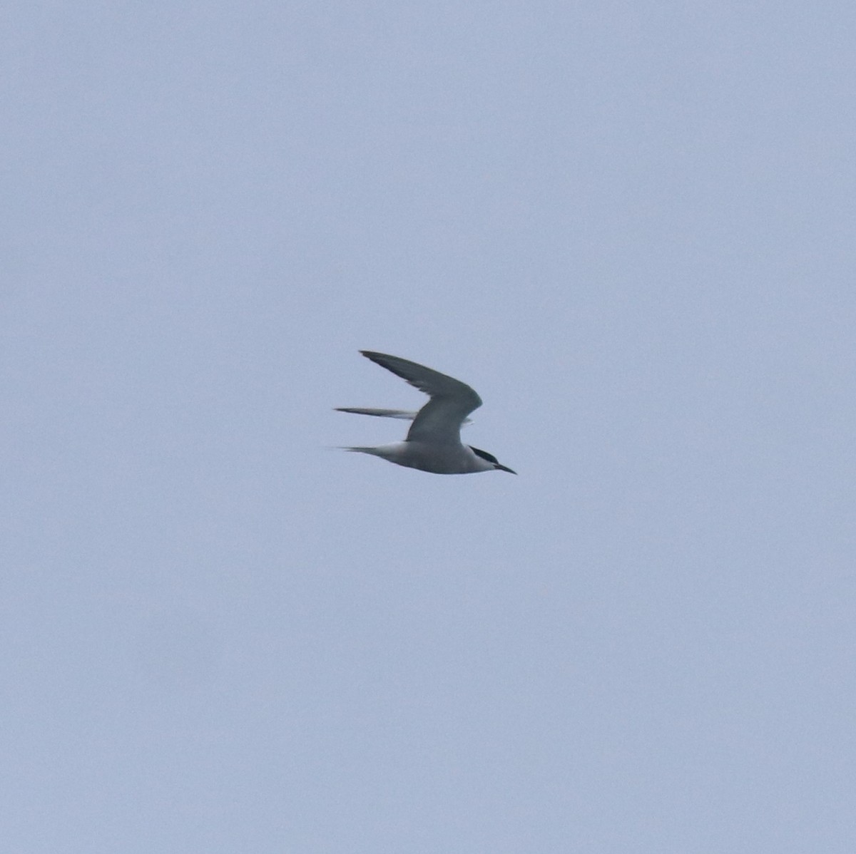 Common Tern - ML647601240