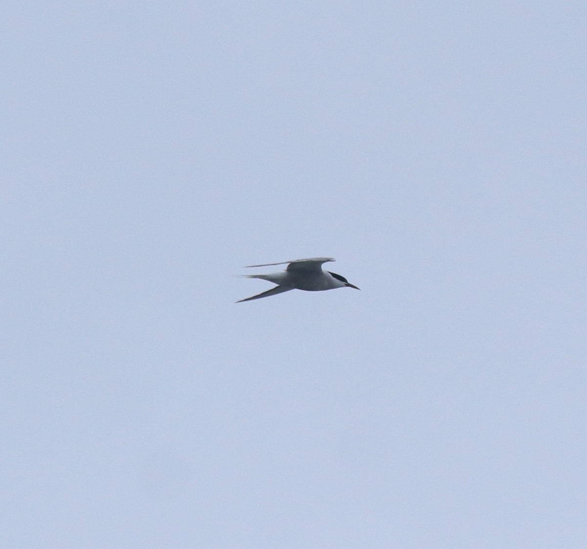 Common Tern - ML647601241