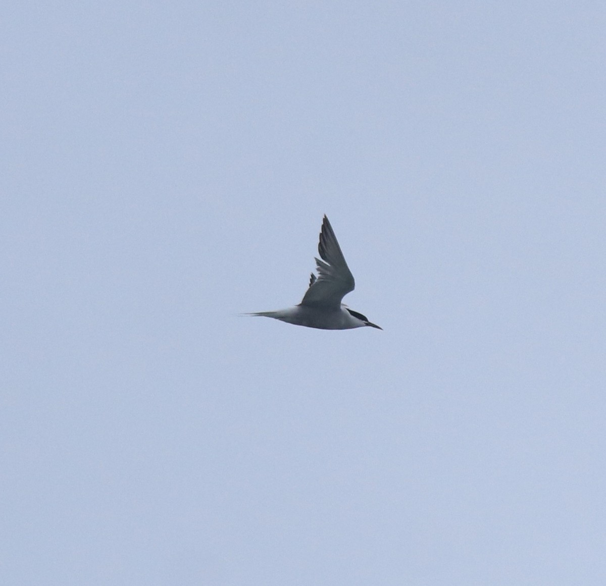 Common Tern - ML647601242