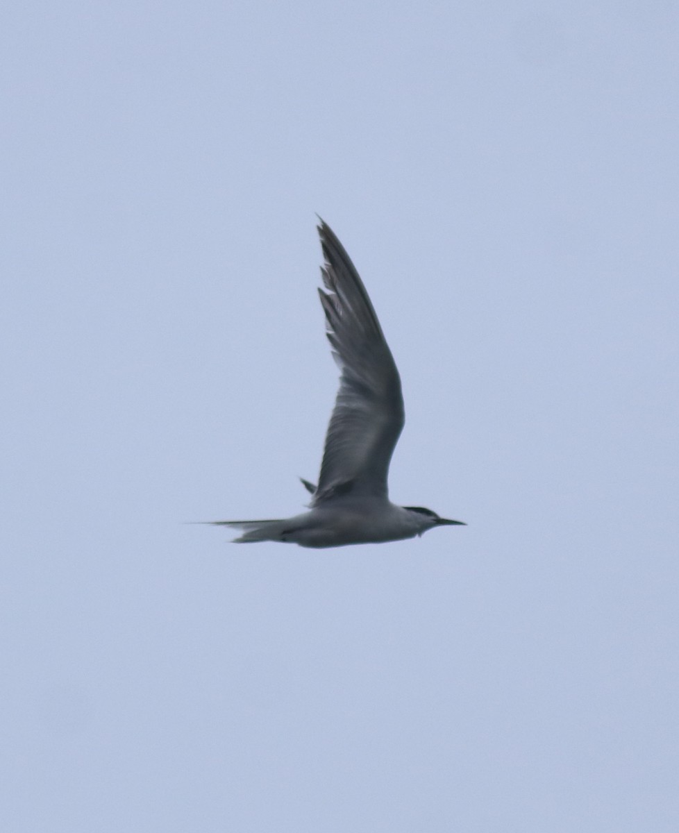 Common Tern - ML647601243