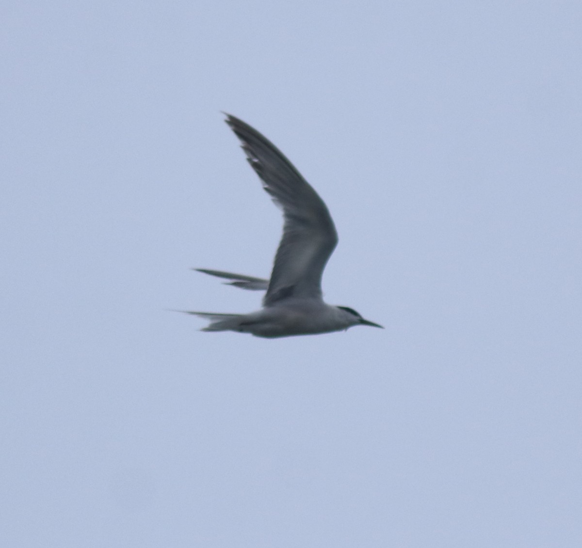Common Tern - ML647601244