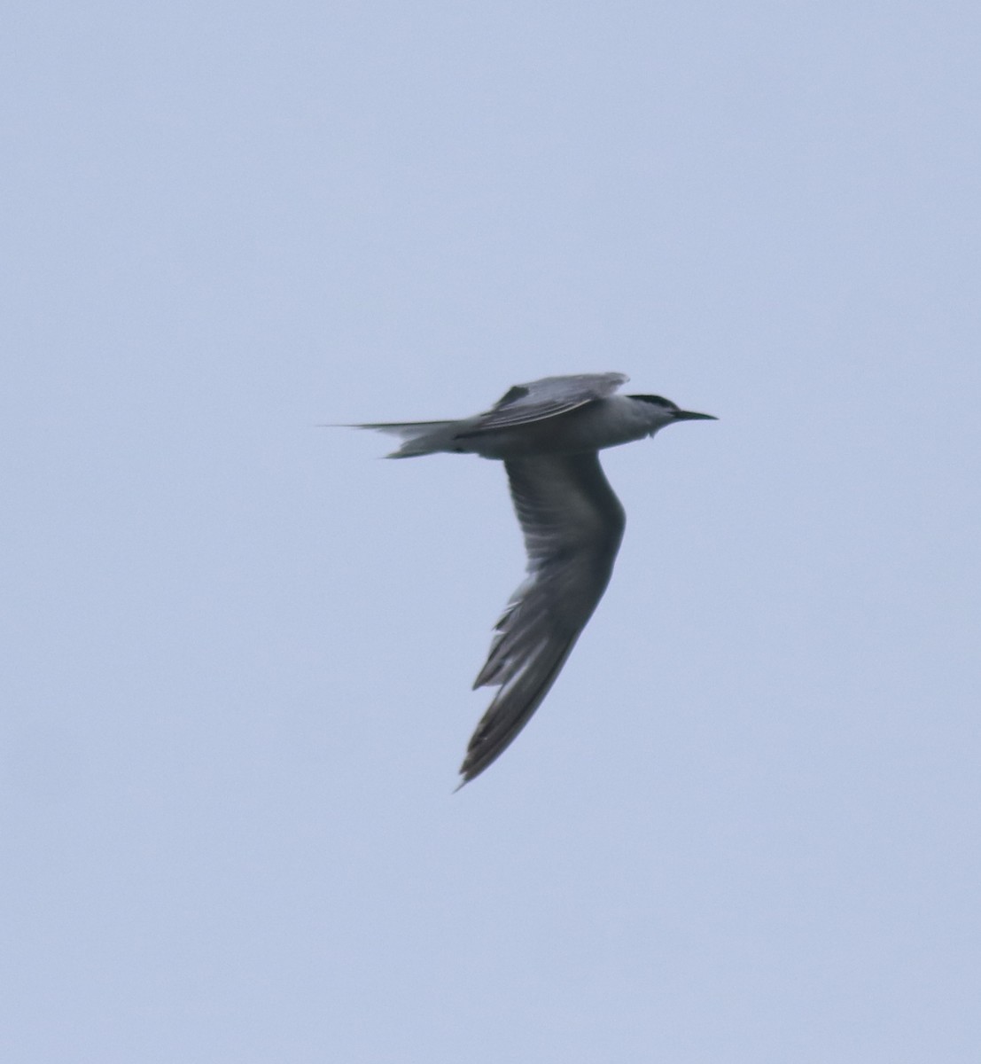 Common Tern - ML647601246