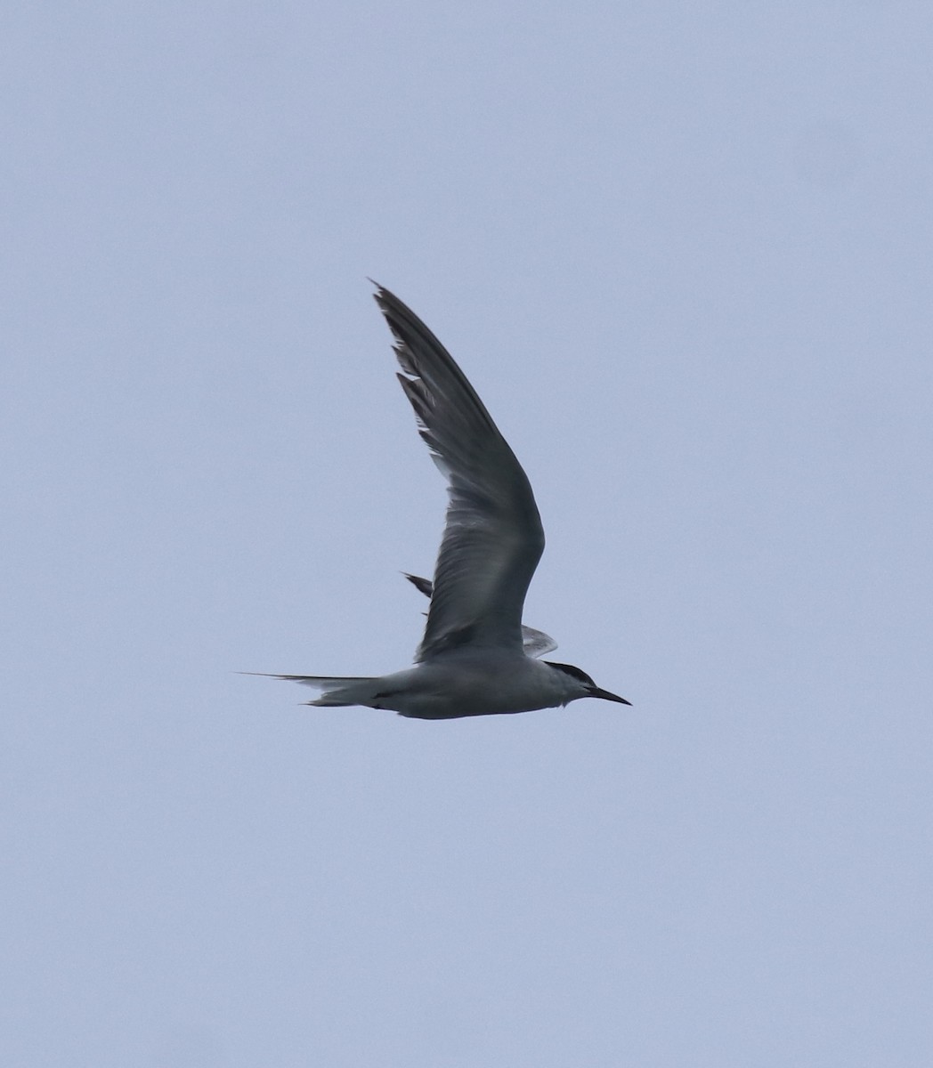 Common Tern - ML647601247