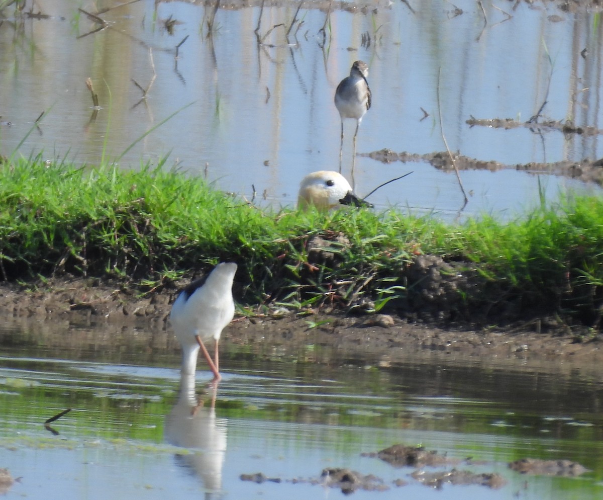 Black-winged Stilt - ML647601249