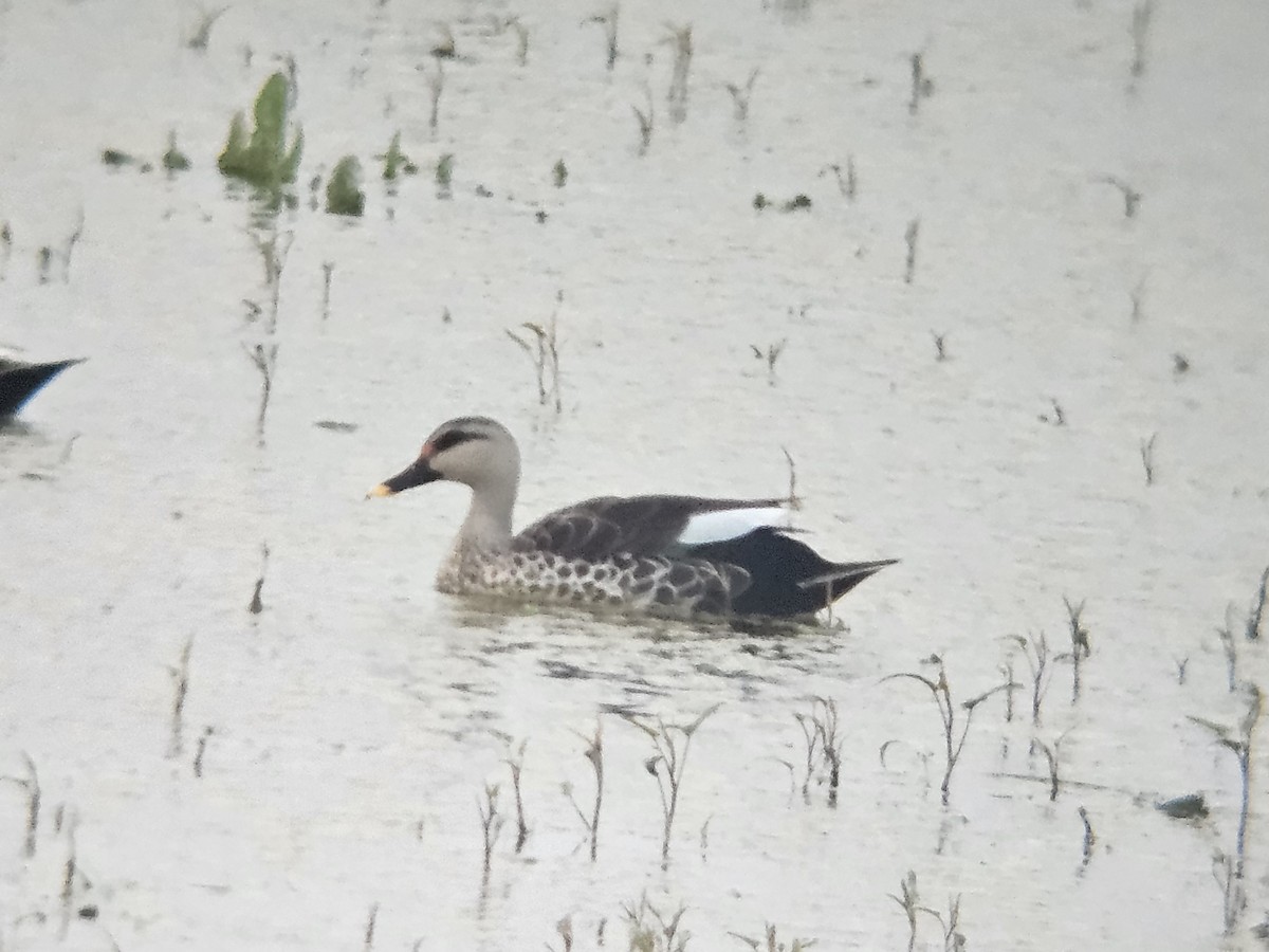 Indian Spot-billed Duck - ML647601251
