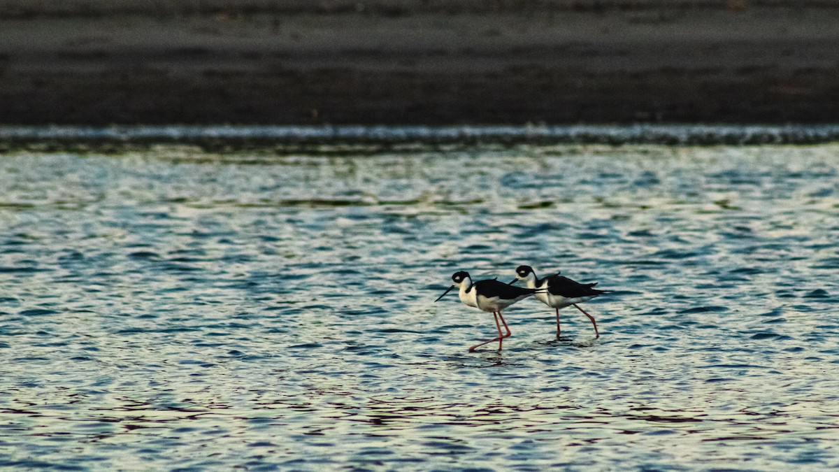 Black-necked Stilt - ML647601252