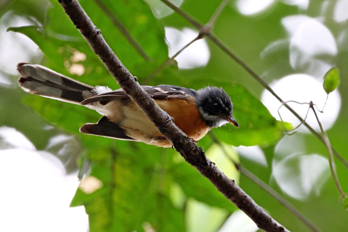 Chestnut-bellied Fantail - ML647601253