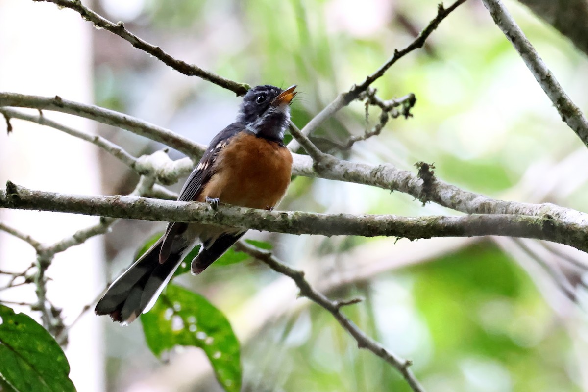 Chestnut-bellied Fantail - ML647601256