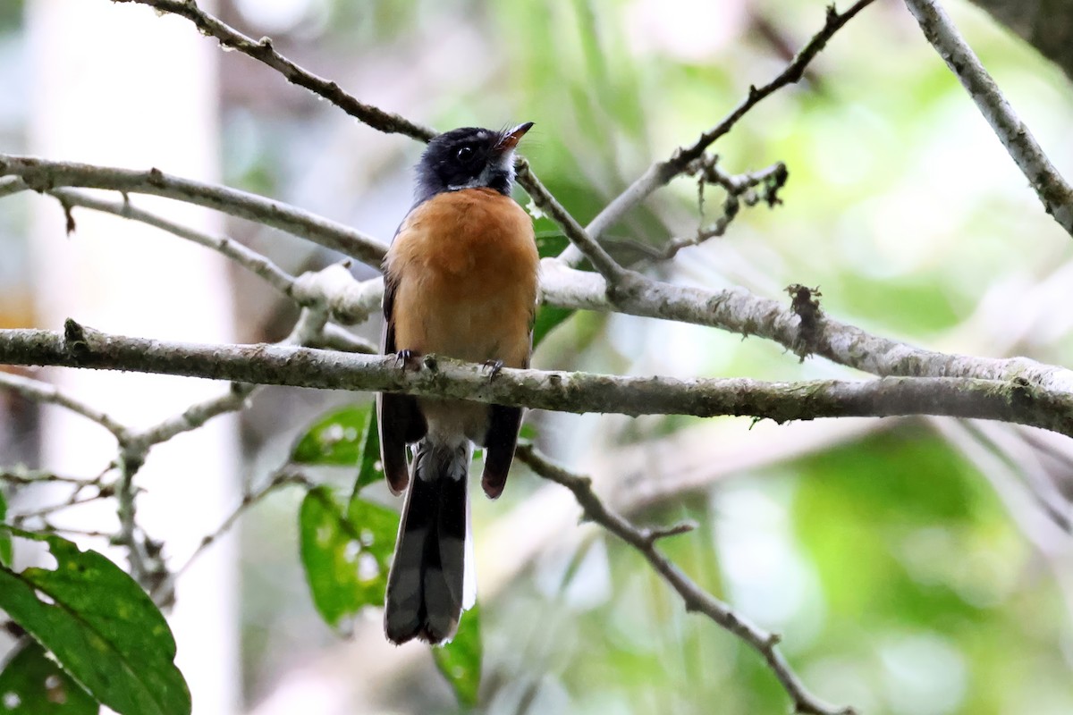 Chestnut-bellied Fantail - ML647601259