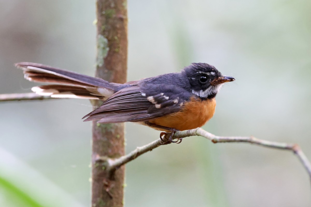 Chestnut-bellied Fantail - ML647601260