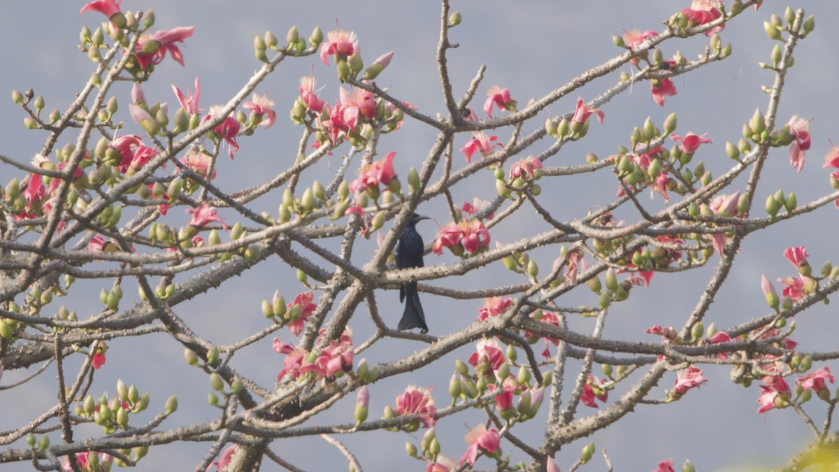 Hair-crested Drongo - ML647601273