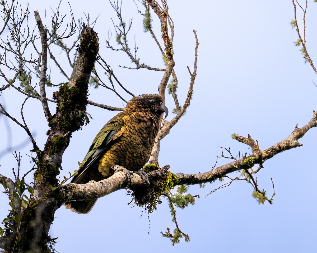 Кеа - ML647601281