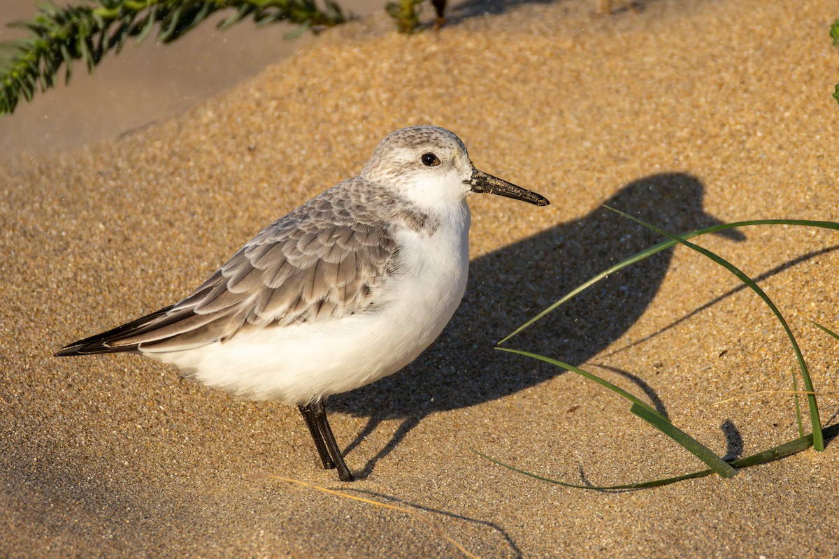 Sanderling - ML647601310