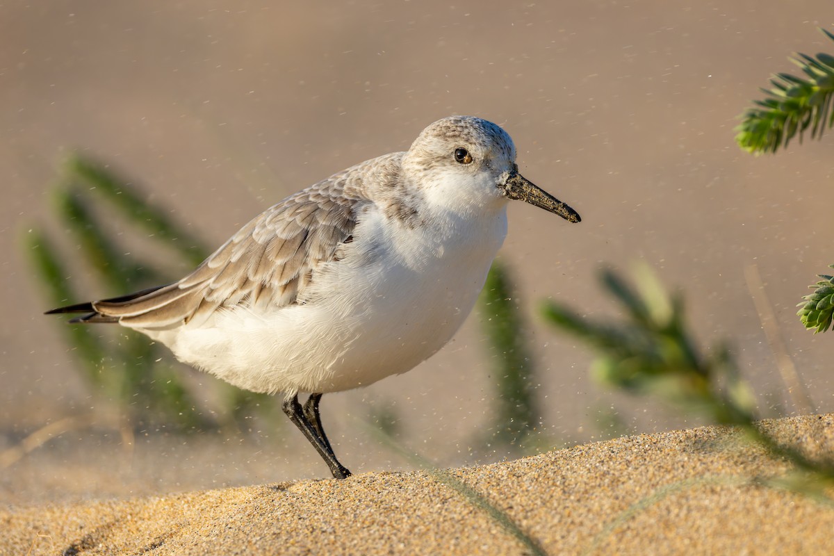 Sanderling - ML647601311