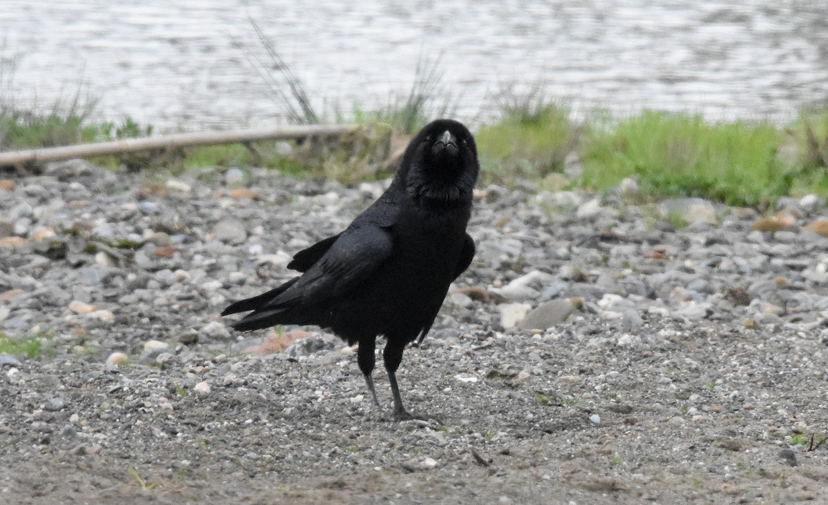 Common Raven - ML647601316