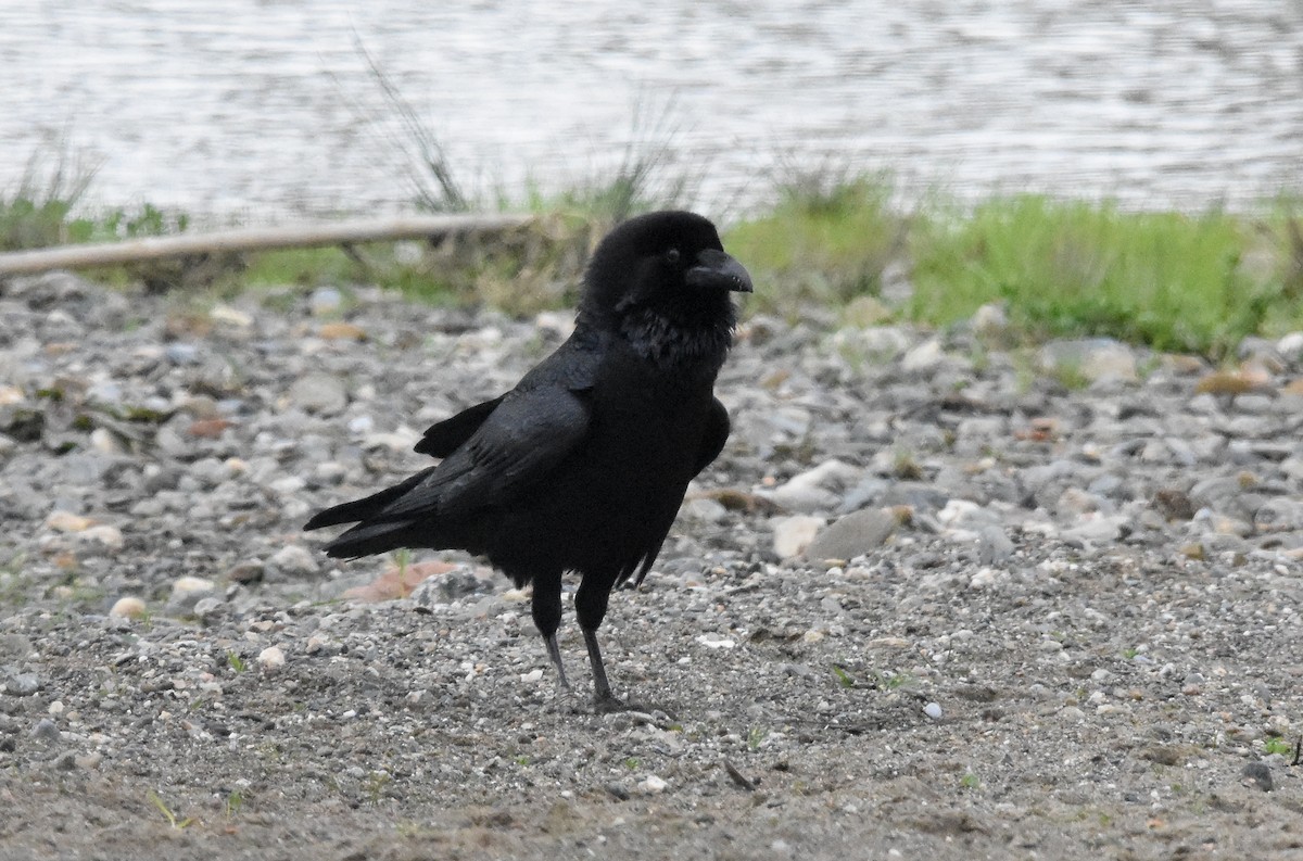Common Raven - ML647601317